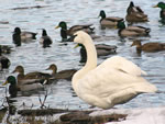 Trumpeter Swan and Mallards